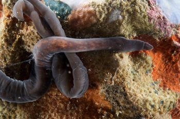 Media type: image;   Invertebrate Zoology 135323